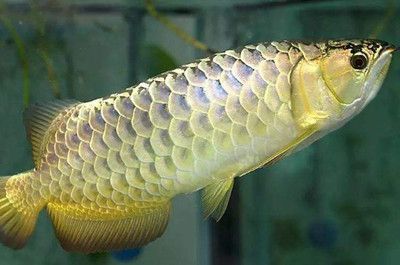 龍魚發(fā)白是什么原因造成的：龍魚土霉素放多少合適