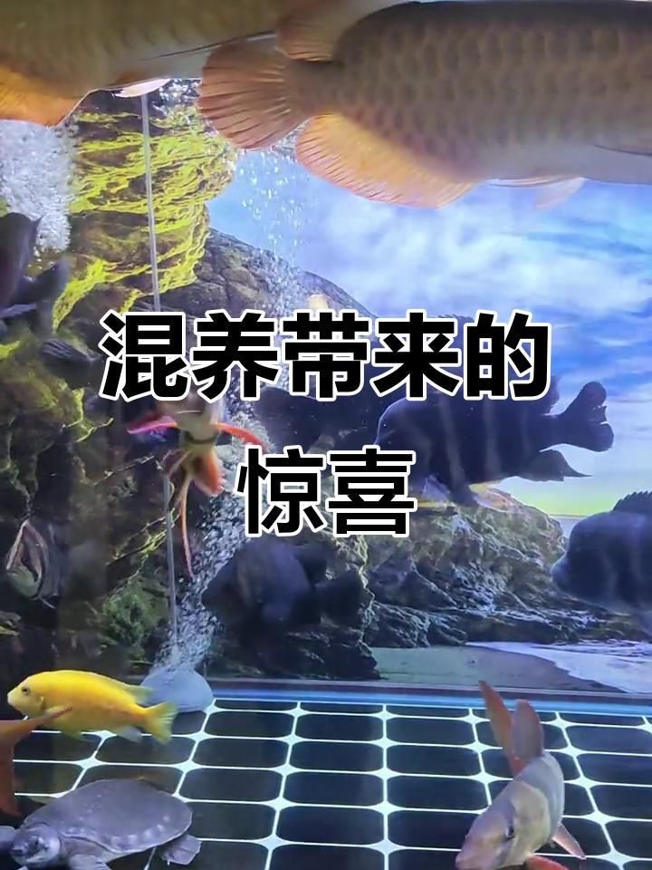 紅龍魚能和小魚混養嗎