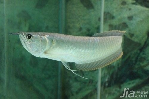 銀龍魚可以淡水養(yǎng)嗎 銀龍魚可以淡水養(yǎng)嗎 龍魚百科 第6張