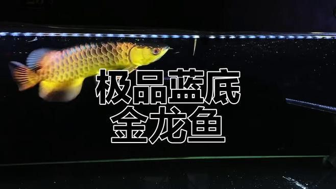 過背金龍魚怎么看品相好壞圖片