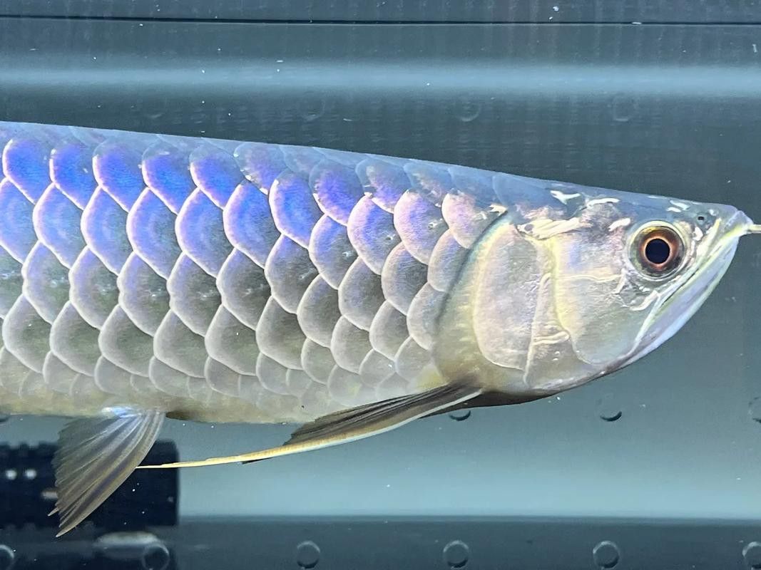 過背金龍魚怎么看品相好壞圖片