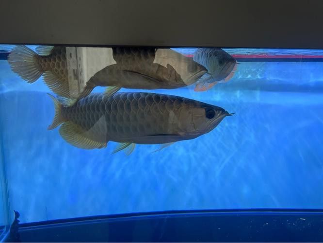 過背金龍魚怎么看品相好壞圖片