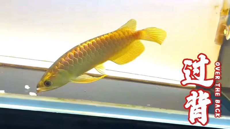 過背金龍魚怎么看品相好壞圖片