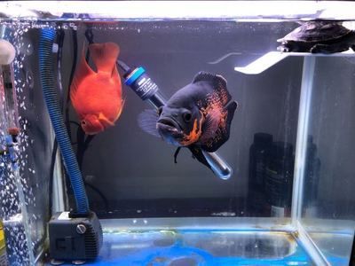 龍魚適合生活的水溫范圍是22-31,攝氏度在這個范圍內：鸚鵡魚適合生活的水溫范圍是22-31,攝氏度