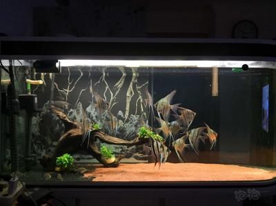 埃及神仙魚混養注意事項，埃及神仙魚混養注意事項，