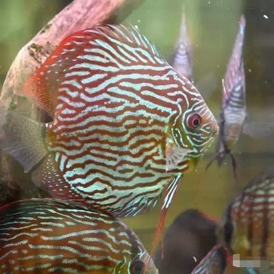 埃及神仙魚混養注意事項，埃及神仙魚混養注意事項，