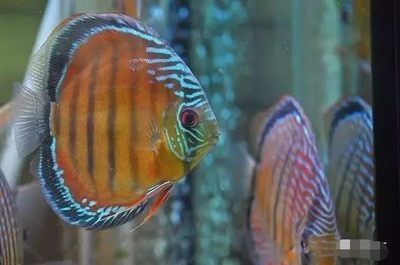 埃及神仙魚混養注意事項，埃及神仙魚混養注意事項，