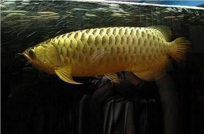 金龍魚生活在什么水域【金龍魚生活在什么樣的環境中？】