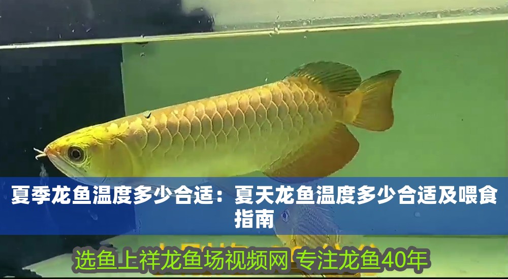 深耕龍魚文化，推動產業升級—記中國漁業協會龍魚分會上海辦事處主任楊淳凱