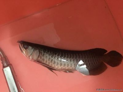 清道夫能跟龍魚一起養(yǎng)嗎?(清道夫與龍魚混養(yǎng)存在一定的風(fēng)險(xiǎn)和挑戰(zhàn),清道夫與龍魚混養(yǎng)的風(fēng)險(xiǎn)) 龍魚百科 第4張 清道夫能跟龍魚一起養(yǎng)嗎?(清道夫與龍魚混養(yǎng)存在一定的風(fēng)險(xiǎn)和挑戰(zhàn),清道夫與龍魚混養(yǎng)的風(fēng)險(xiǎn)) 清道夫能跟龍魚一起養(yǎng)嗎?(清道夫與龍魚混養(yǎng)存在一定的風(fēng)險(xiǎn)和挑戰(zhàn),清道夫與龍魚混養(yǎng)的風(fēng)險(xiǎn)) 龍魚百科 第4張