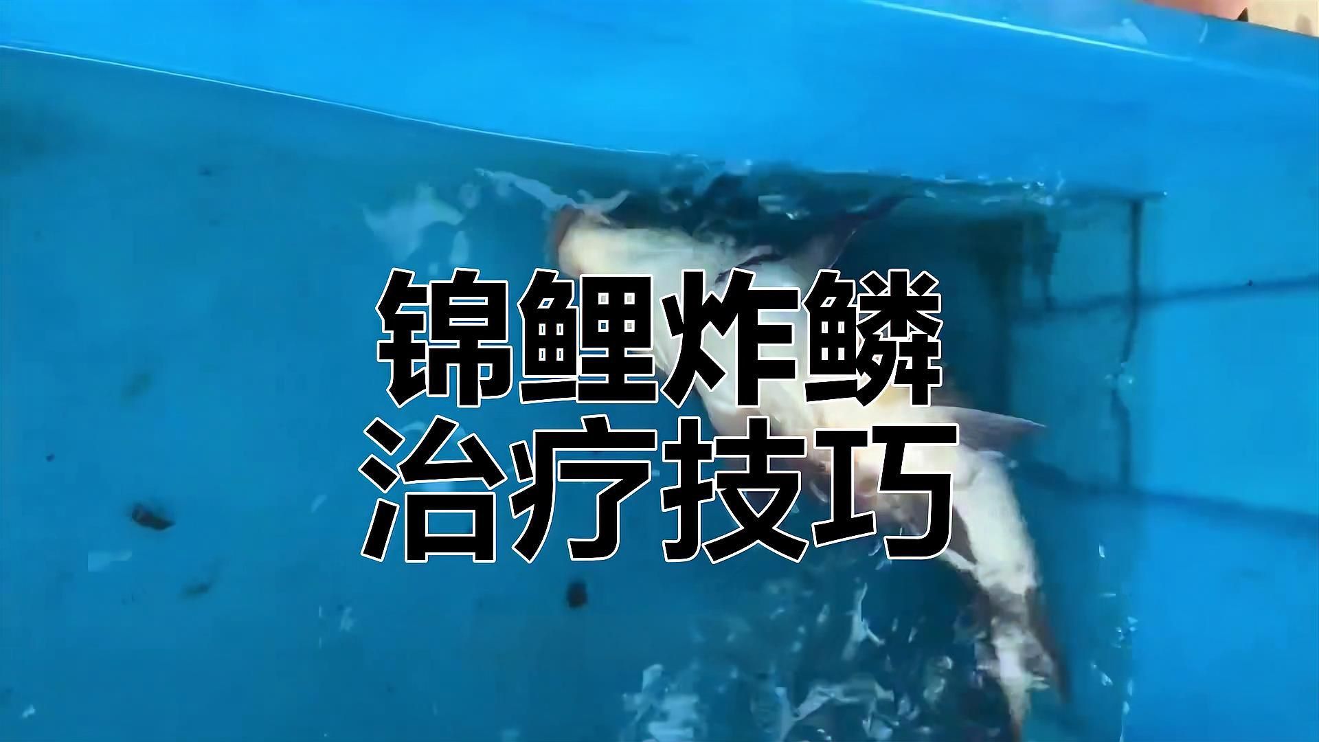 如何正確護(hù)理魚炸傷？