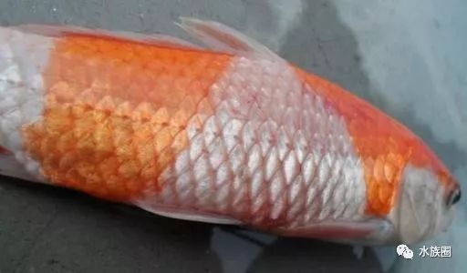 錦鯉大面積掉鱗露肉怎么辦
