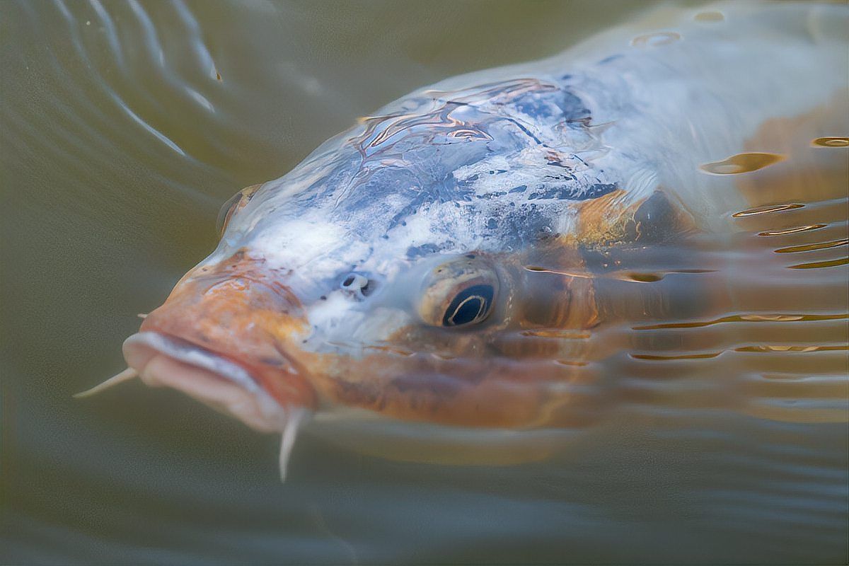 錦鯉大面積掉鱗露肉怎么辦