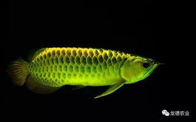 麻醉龍魚（給龍魚麻醉前后飲食注意事項不同麻醉藥物對龍魚的影響） 麻醉龍魚（給龍魚麻醉前后飲食注意事項不同麻醉藥物對龍魚的影響） 龍魚百科 第4張