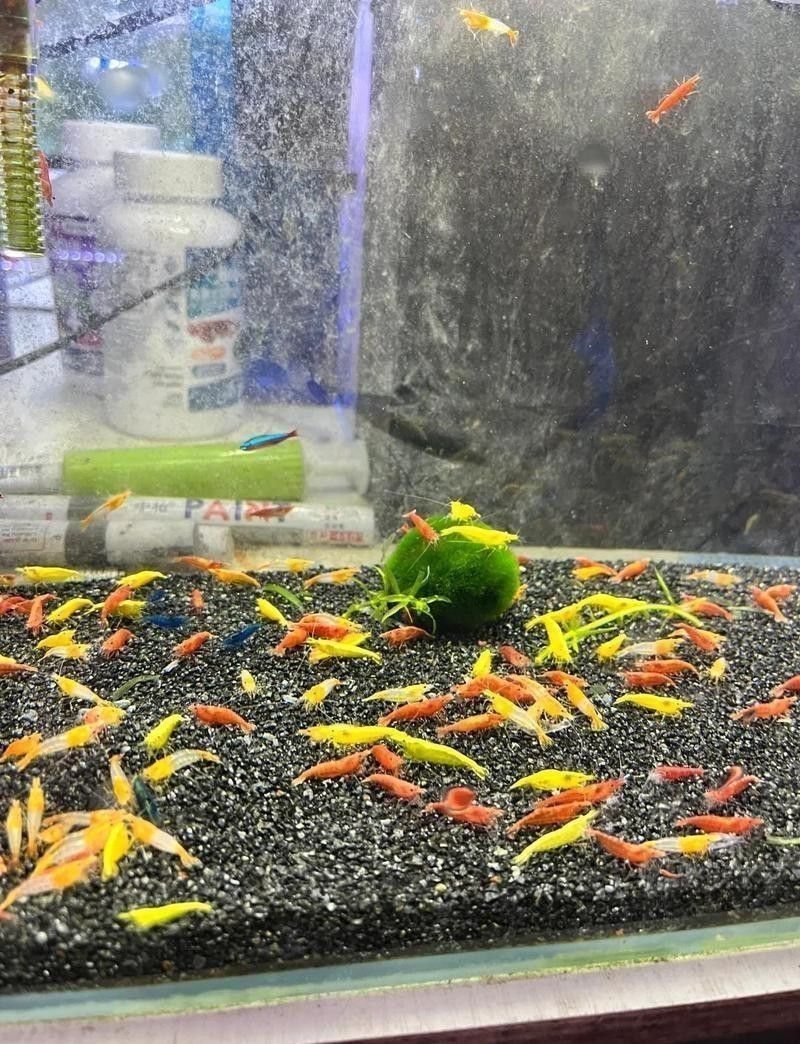 珠海魚缸 龍魚世家水族館首選