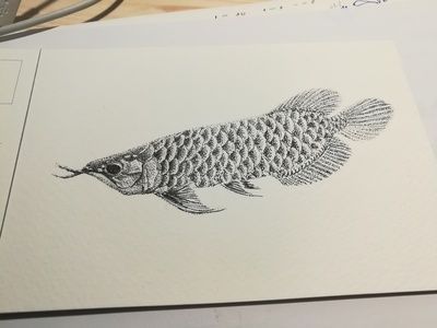 金龍魚(yú)繪畫(huà)素描：金龍魚(yú)素描作品，金龍魚(yú)繪畫(huà)素描作品