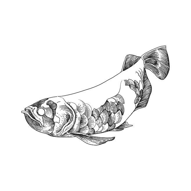金龍魚(yú)繪畫(huà)素描：金龍魚(yú)素描作品，金龍魚(yú)繪畫(huà)素描作品