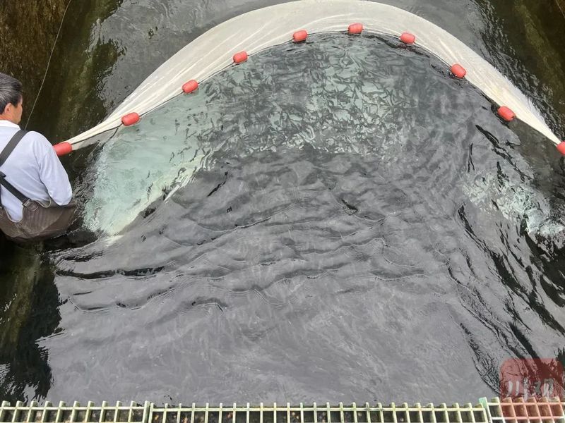 攀枝花龍魚冷水魚價格多少