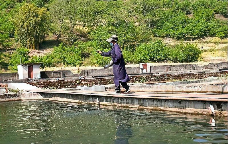 攀枝花龍魚冷水魚價格多少