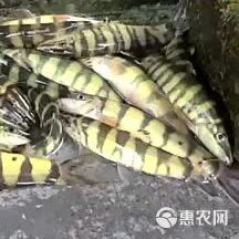 攀枝花龍魚冷水魚價格多少