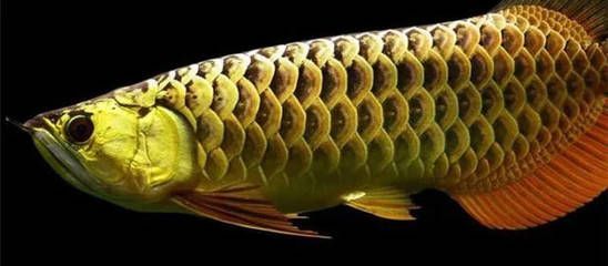 龍魚慢養會影響體型嗎為什么：龍魚慢養會影響體型嗎