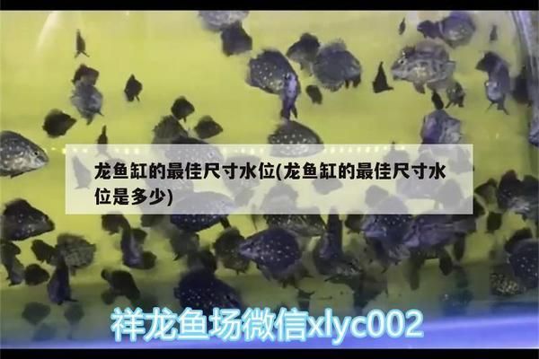 龍魚缸的最佳尺寸水位是多少：龍魚缸最佳尺寸和水位