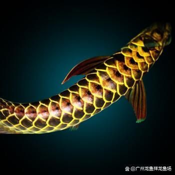 祥龍魚場有限公司（廣州祥龍魚場）