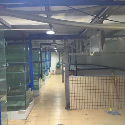 龍魚人工繁殖技術：人工繁殖龍魚的一般步驟