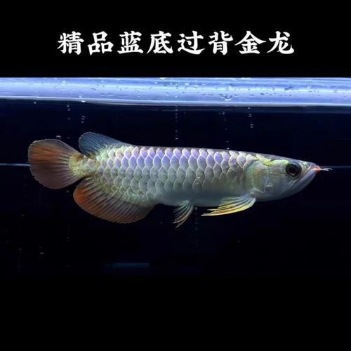 賽級藍底魚最簡單三個步驟圖片