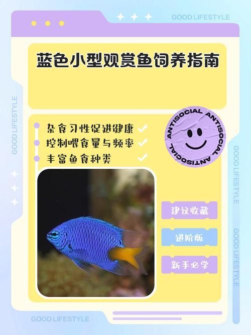 賽級藍底魚最簡單三個步驟圖片