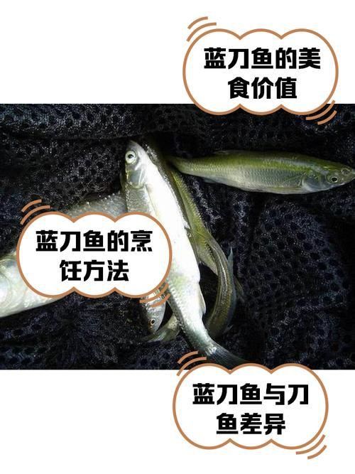 賽級藍底魚最簡單三個步驟圖片