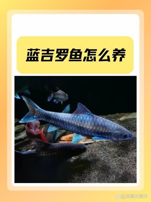 賽級藍底魚最簡單三個步驟圖片