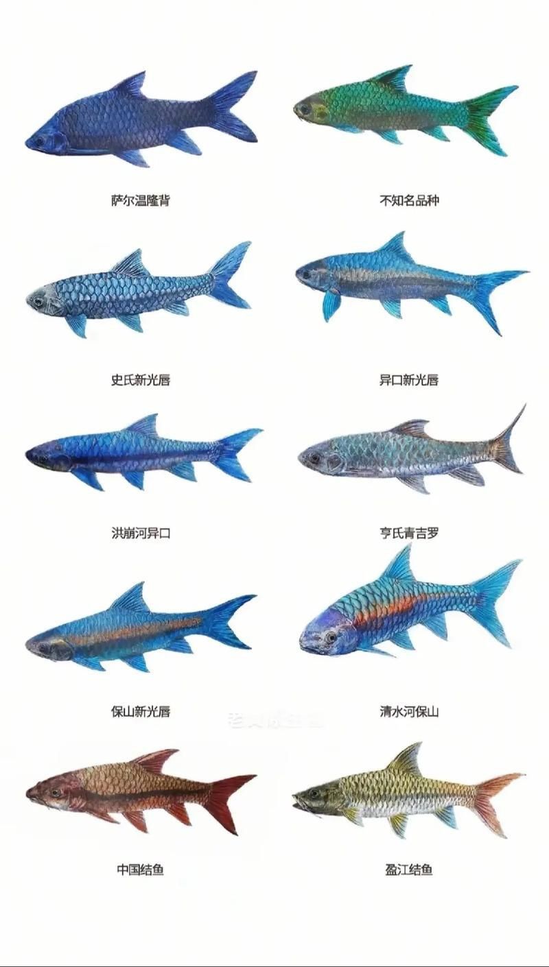 賽級藍底魚最簡單三個步驟圖片