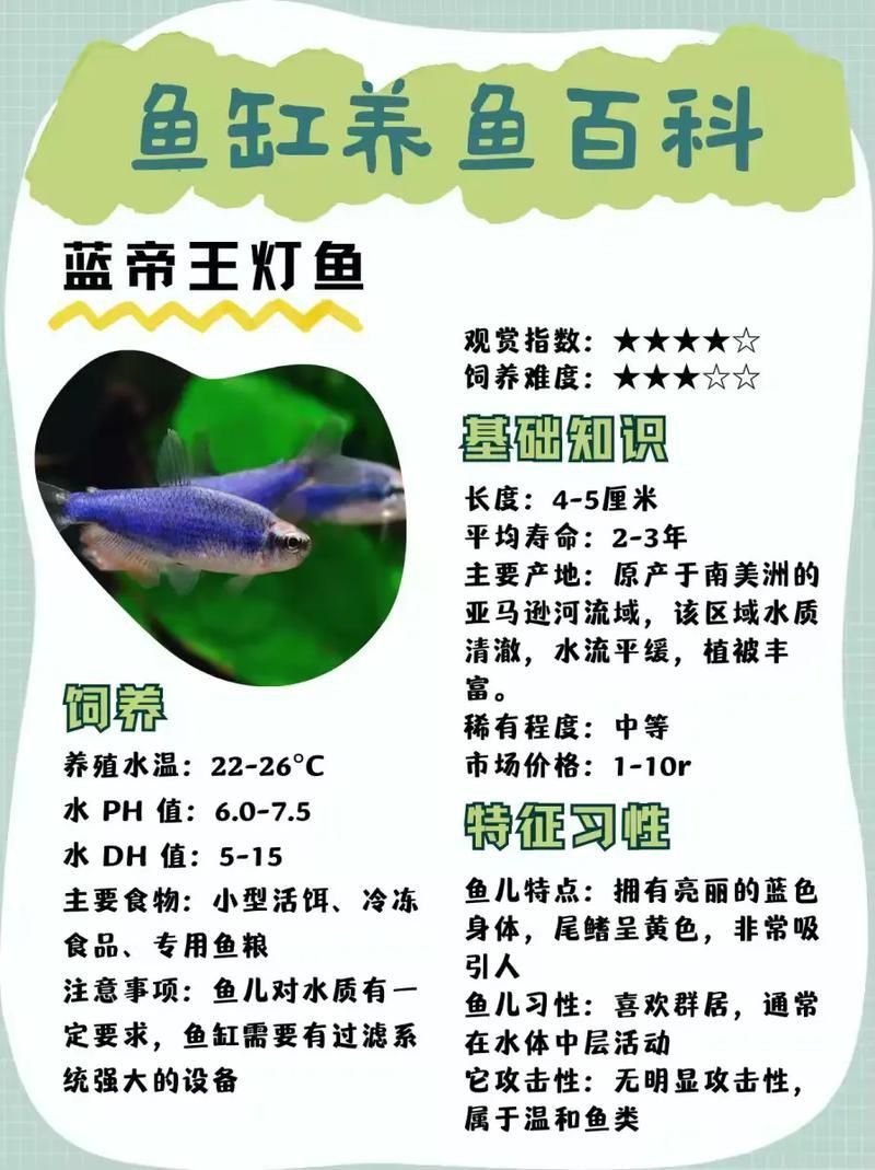 賽級藍底魚最簡單三個步驟圖片