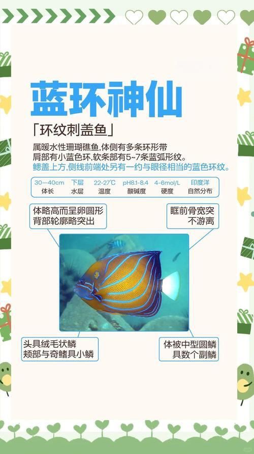 賽級藍底魚最簡單三個步驟圖片