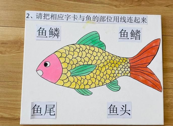 賽級藍底魚最簡單三個步驟圖片