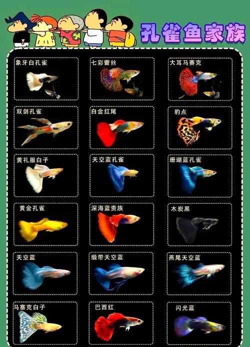 賽級藍底魚最簡單三個步驟圖片