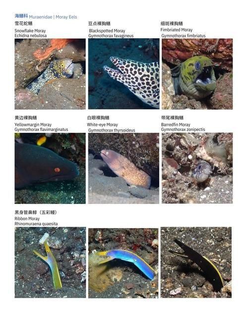賽級藍底魚最簡單三個步驟圖片