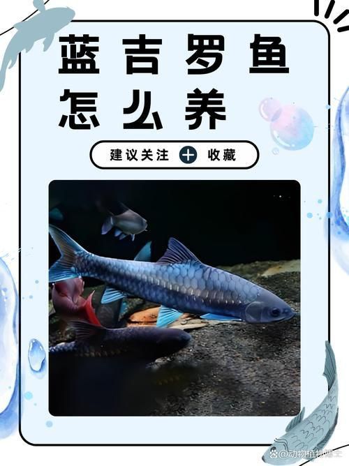 賽級藍底魚最簡單三個步驟圖片