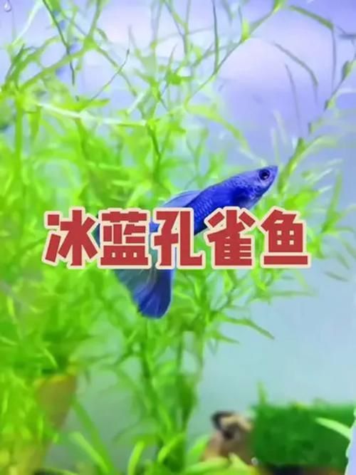 賽級藍底魚最簡單三個步驟圖片