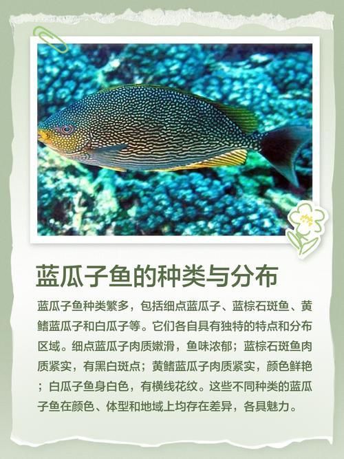 賽級藍底魚最簡單三個步驟圖片