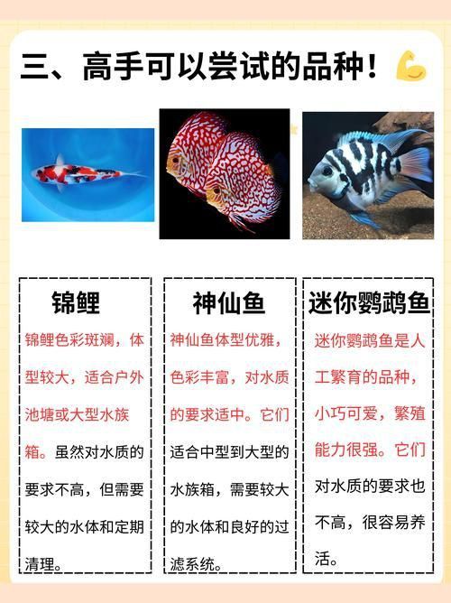 賽級藍底魚最簡單三個步驟圖片