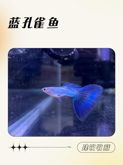 賽級藍底魚最簡單三個步驟圖片