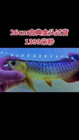 賽級藍底魚最簡單三個步驟圖片