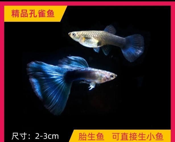 賽級藍底魚最簡單三個步驟圖片