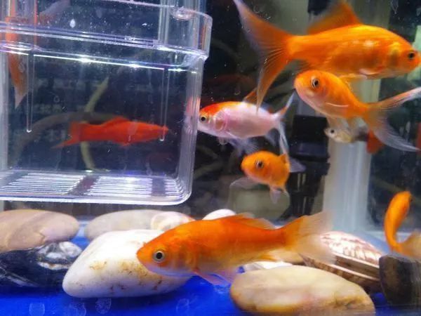 金龍魚(yú)能吃飼料嗎有毒嗎