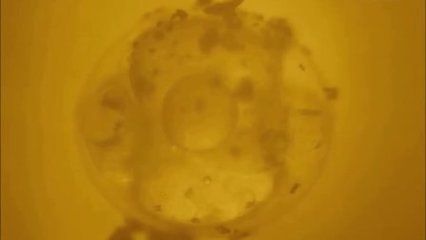 龍魚有卵了怎么辦？（當(dāng)龍魚有卵時(shí)需要采取一系列措施來(lái)確保卵能夠成功孵化）