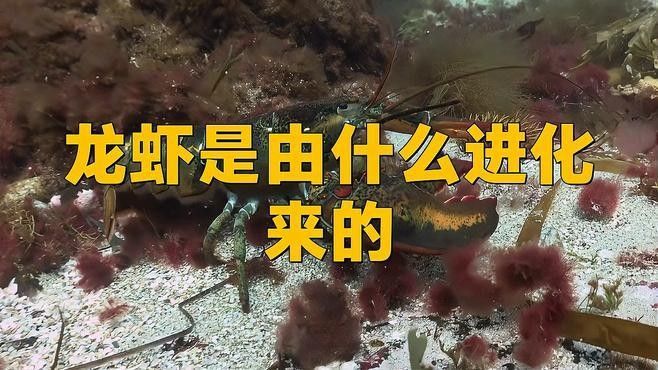 龍魚為什么叫龍蝦