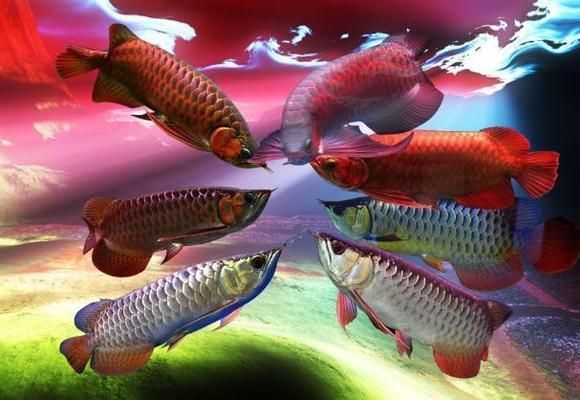 如何讓龍魚發色更好一些呢：如何提高龍魚的體色