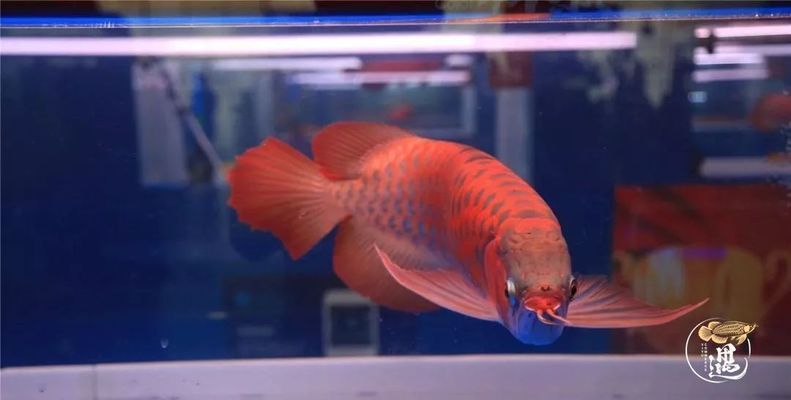 如何讓龍魚發色更好一些呢：如何提高龍魚的體色